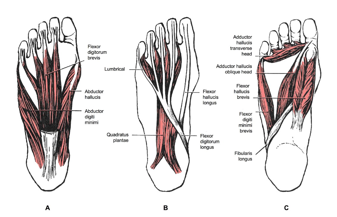 Foot muscle. Мышцы стопы анатомия подошвенная. Мышцы стопы анатомия подошвенная сторона. Тыльные мышцы стопы анатомия. Квадратная мышца стопы анатомия.