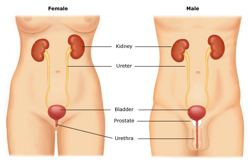 Urinary_tract_anatomy(2)