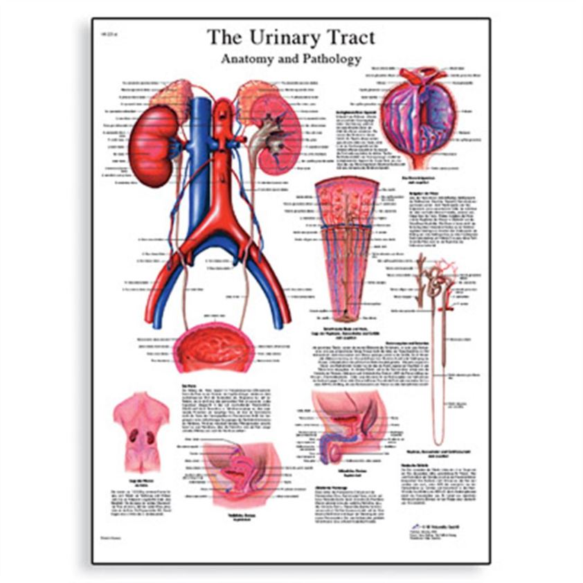 VR1514L 1001562 The Urinary Tract Chart